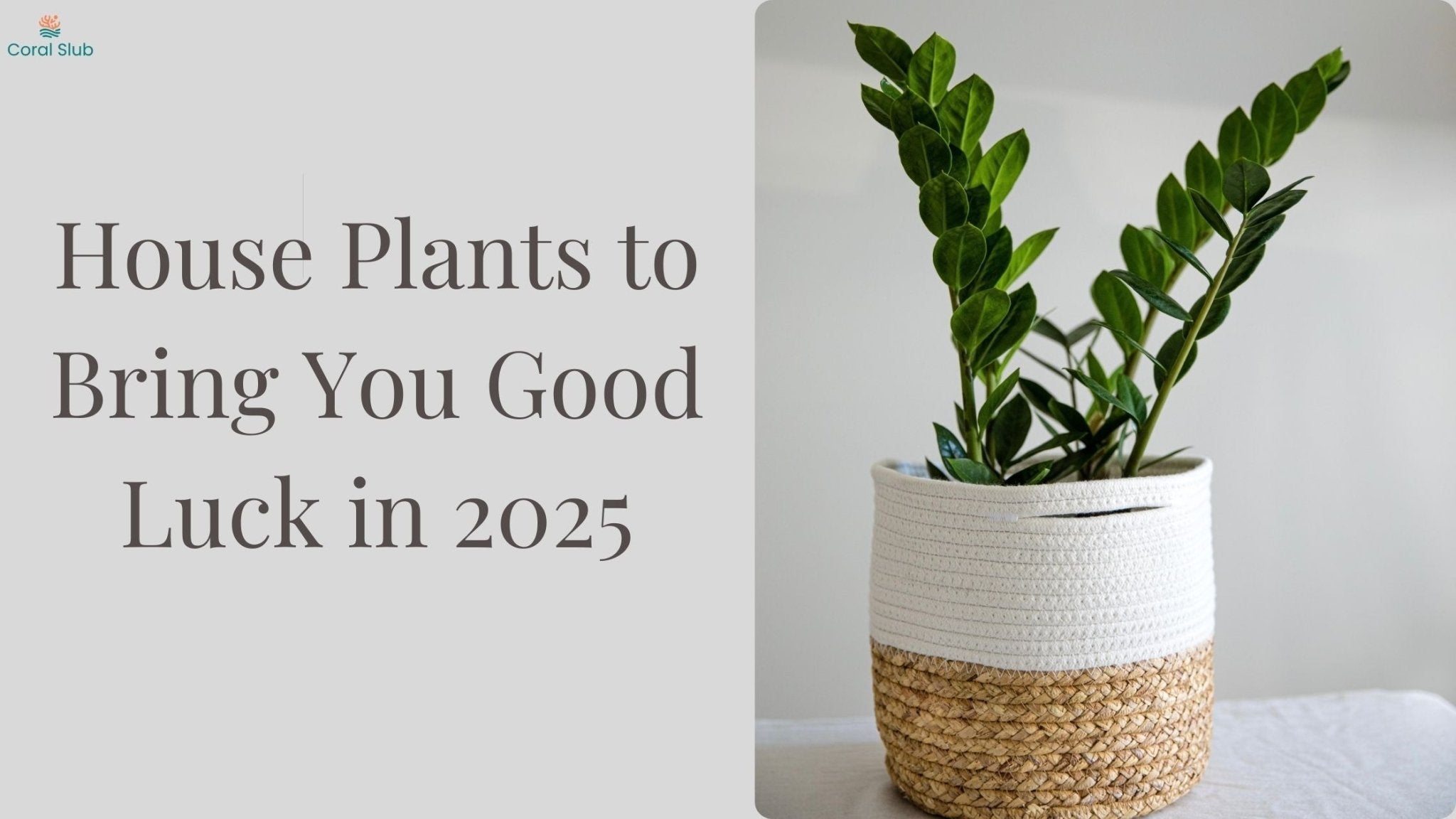 5 House Plants to Bring You Good Luck in 2025